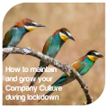 How to maintain and grow your Company Culture during lockdown