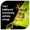 Team building and reconnecting staff after furlough