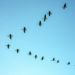 alt="birds in V formation"