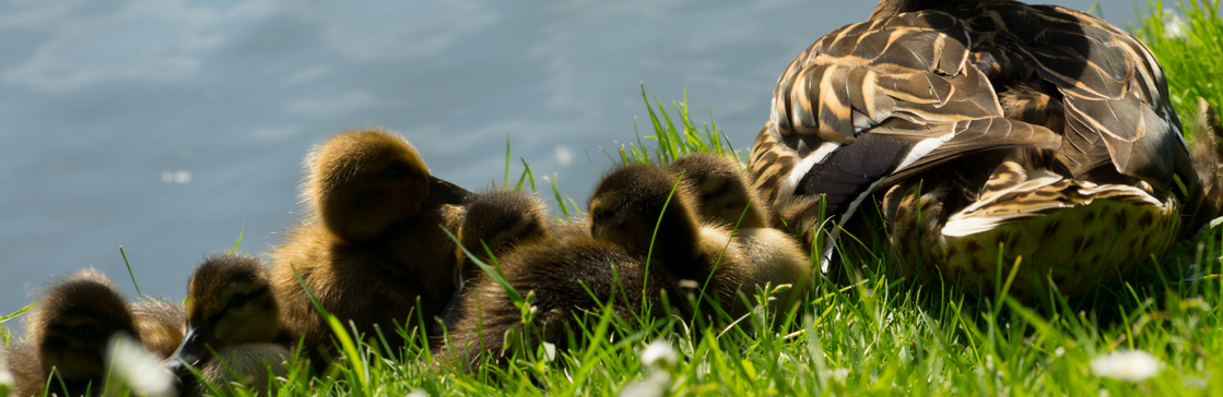 Tackling pregnancy and maternity discrimination