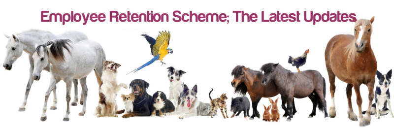 Dakota Blue Consulting :: Employee Retention Scheme (furlough); the latest updates